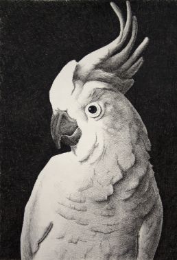 Australian sulphur crested cockatoo drawing