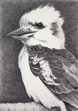 Drawing of an Australian kookaburra