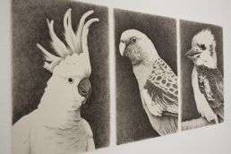 Drawing of Australian birds