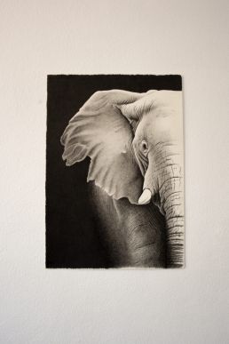 Crosshatching drawing of elephant