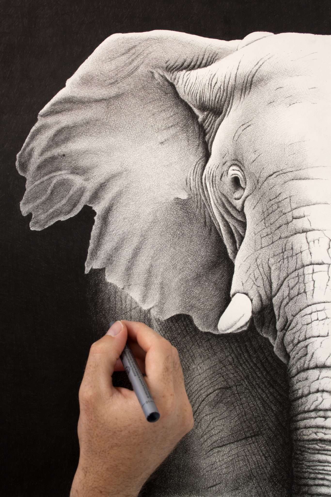 Crosshatching drawing of elephant