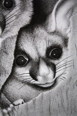 Australian possum drawing