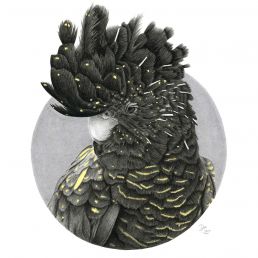 Black Cockatoo artwork