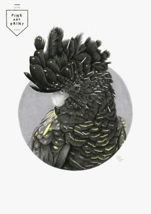 Black Cockatoo | Print