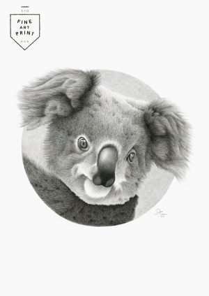 Koala | Print
