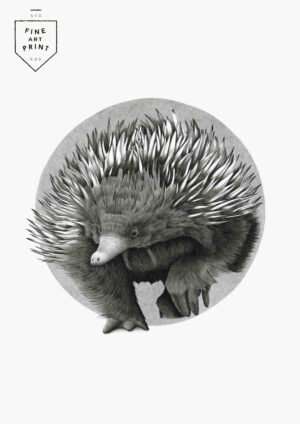 Echidna | Print