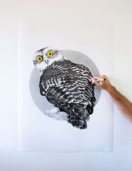 Powerful Owl photorealistic drawing